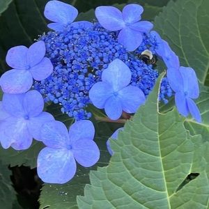 Meet your Posher, Samina